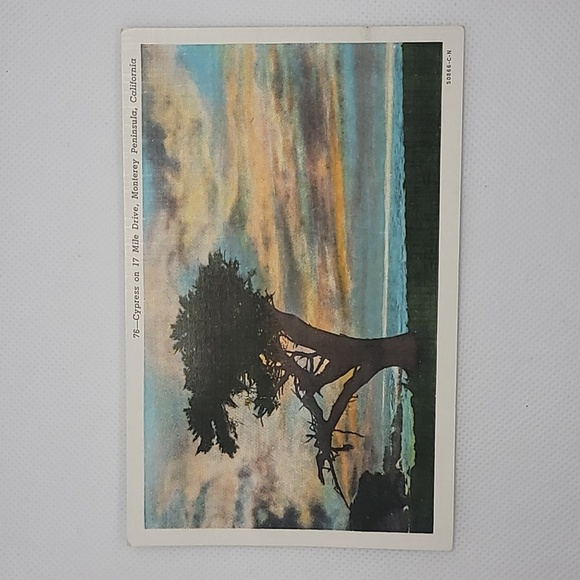 Cypress on 17 Mile Drive, Monterey Peninsula, California Vintage Postcard - Picture 1 of 6
